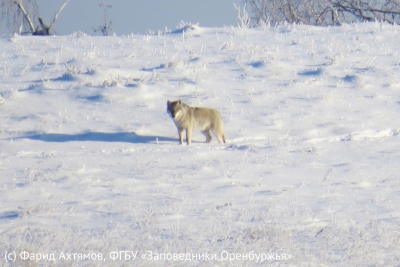 В Минприроды Оренбуржья дали комментарий по поводу появления волков вблизи населенных пунктов
