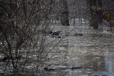 В Оренбургской области ликвидируют последствия паводка