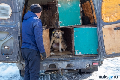 На улицы Новотроицка вернулись ранее отловленные собаки