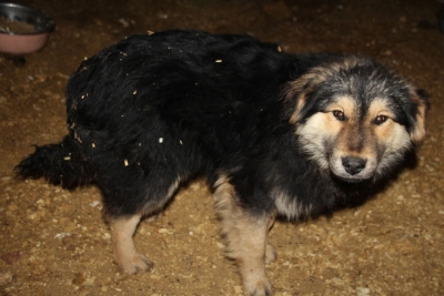 Администрация: «Ни одна из отловленных в Новотроицке собак не признана агрессивной»