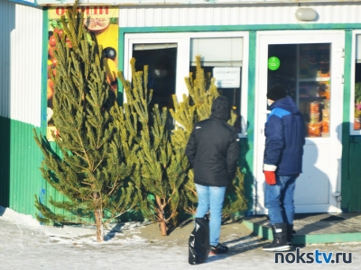 В Новотроицке работают четыре елочных базара