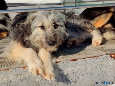 В Новотроицке бездомная собака покусала школьника. Кто несёт ответственность?