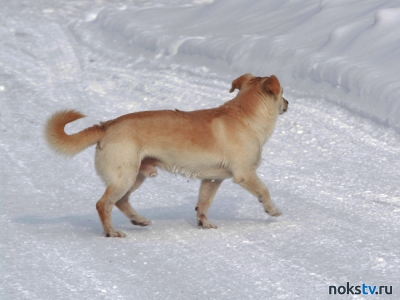 Стая собак атаковала жителя Оренбурга (Видео)