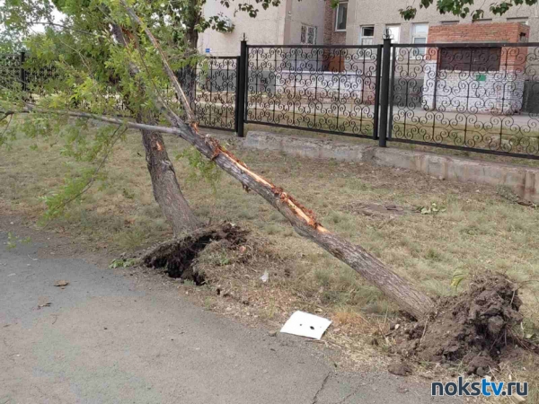 Сломанные деревья и куча земли - таковы последствия ремонтных работ