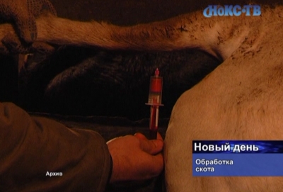 В Новотроицке завершается плановая профилактическая обработка крупного рогатого скота