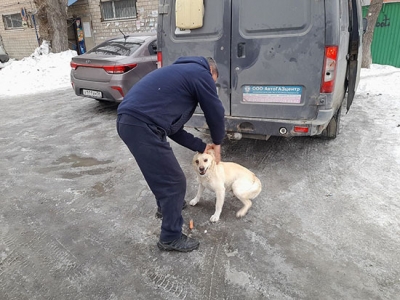 В Новотроицке начали отлавливать бездомных собак