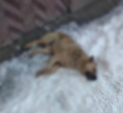В Оренбурге произошло массовое убийство собак