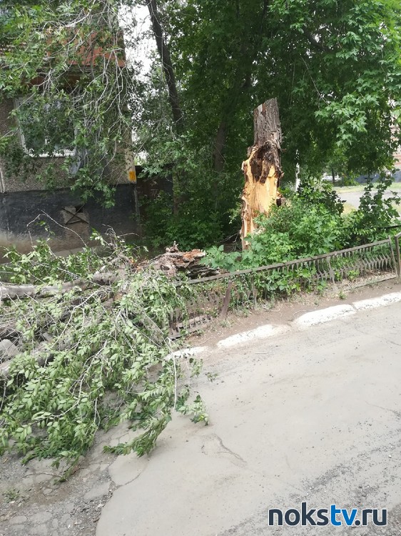 В Новотроицке упало дерево