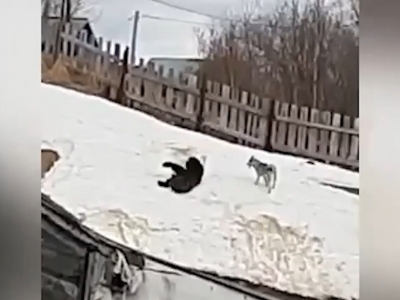 «Медведь смешной, ситуация — не очень»: На Сахалине косолапый хищник пришёл в город покататься с горки (Видео)
