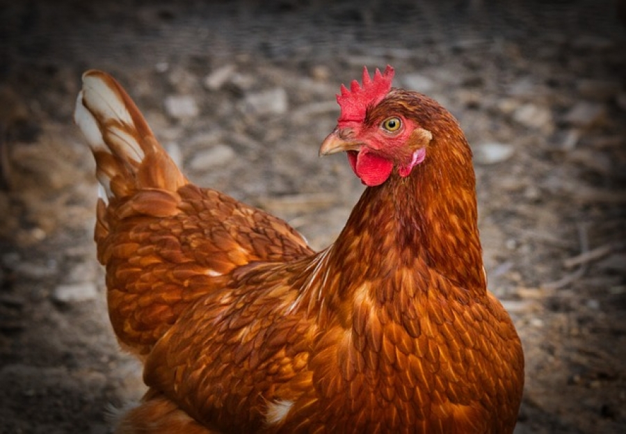Минсельхоз предложил временно запретить экспорт отдельных видов мяса птицы