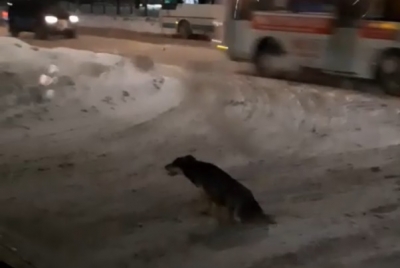 В Оренбурге из дробовика расстреляли собаку