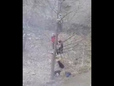 Стая бродячих собак загнала школьников на дерево (Видео)