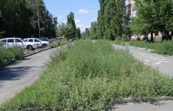 Аллея в Новотроицке зарастает травой