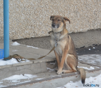 В Оренбуржье депутаты обсудили дополнительные требования к выгулу домашних собак