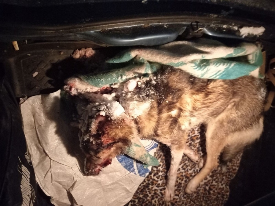 Били и резали ножом: в Оренбурге живодеры жестоко истязали пса