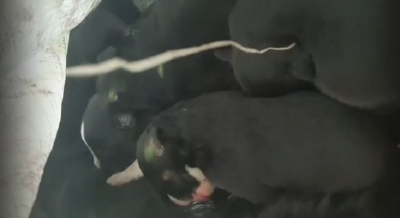 Убитую собаку выбросили вместе с живыми щенками (Видео)