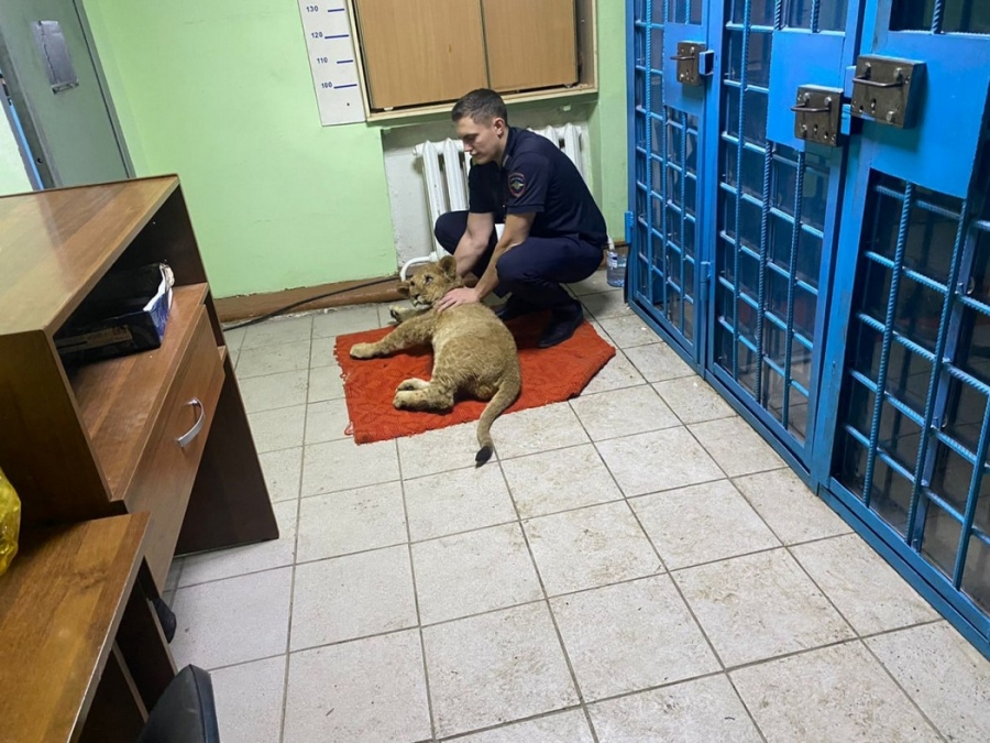 В Оренбуржье полицейские обнаружили в ГАЗели львенка