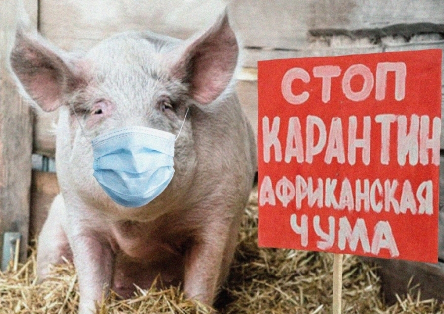 Африканская чума свиней в Оренбуржье: снят карантин с территории охотничьего хозяйства