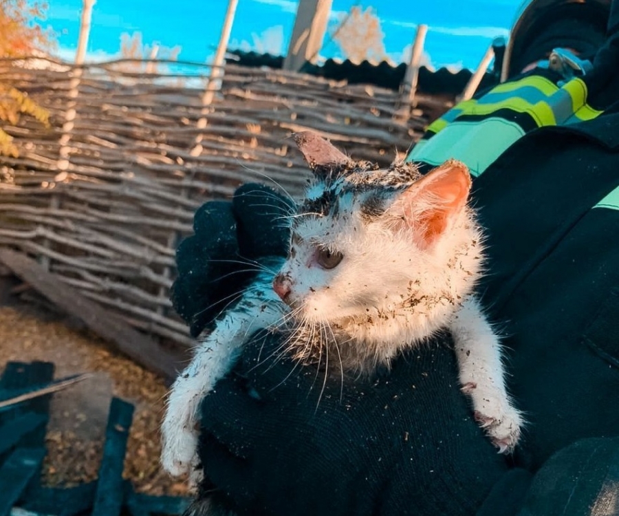 В Орске пожарные спасли из огня котят (Фото)