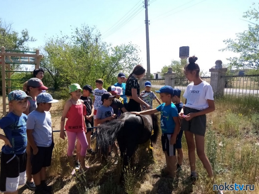 Для воспитанников школьного лагеря провели мастер-класс уходу за лошадью