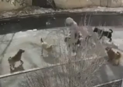 В Оренбурге стая собак напала на женщину (Видео)