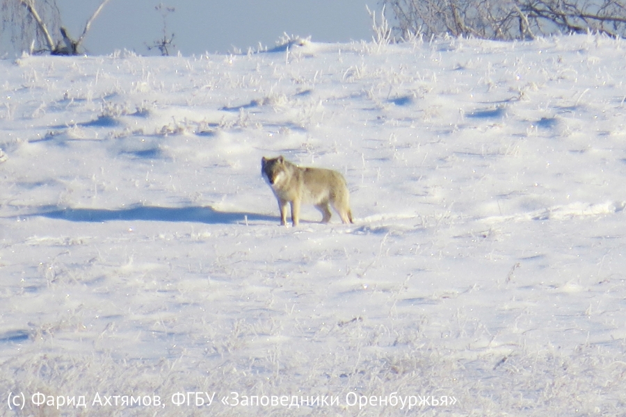 Оренбуржцев предупреждают о стае волков в Абдулинском городском округе