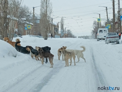Оренбуржцы создали петицию в Госдуму с просьбой пересмотреть закон о бездомных собаках