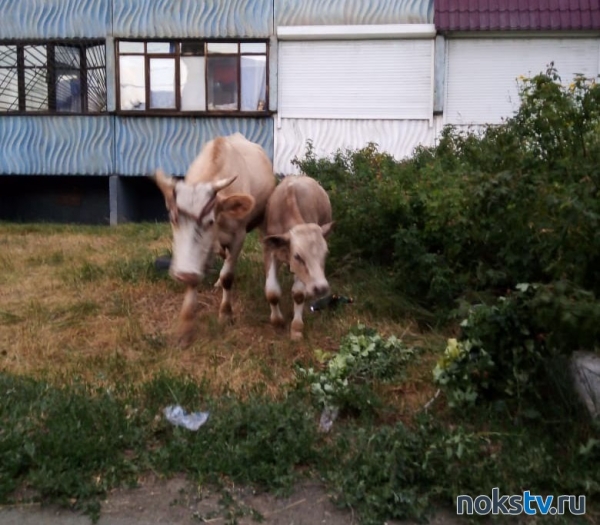 На клумбах Новотроицка пасутся коровы