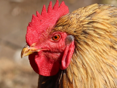 Еще две территории Оренбуржья закрыли на карантин из-за птичьего гриппа