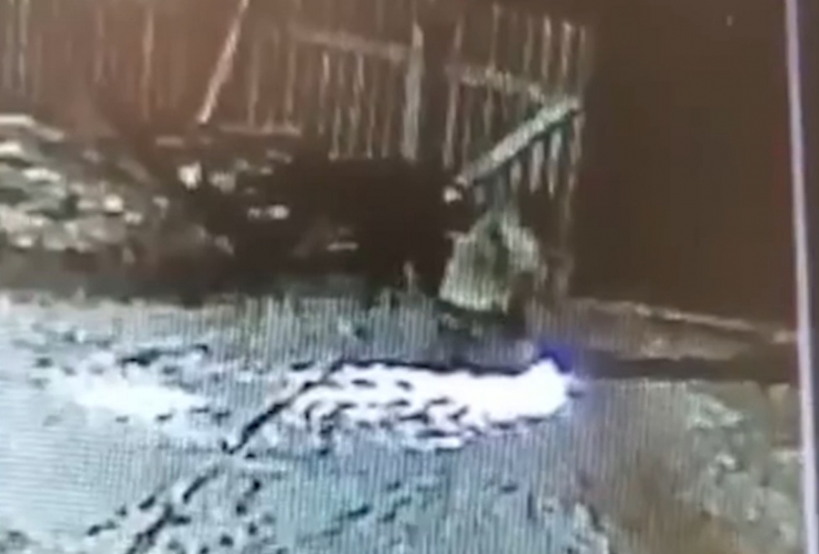 Мужчина задушил напавшую на него волчицу (Видео)