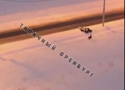 В Оренбурге стая собак набросилась на ребенка (Видео)