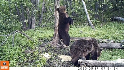 Оренбургские заповедники опубликовали видео с «танцами» медведей