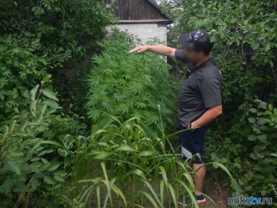 В Новотроицке осужден садовод за плантацию мака и конопли в огороде