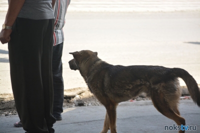 Парламент Оренбуржья направит пакет поправок в «собачий закон»