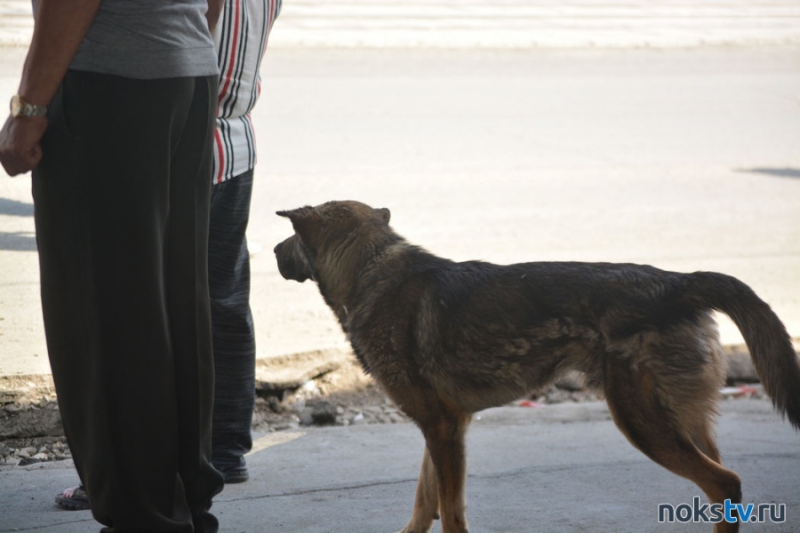 Парламент Оренбуржья направит пакет поправок в «собачий закон»