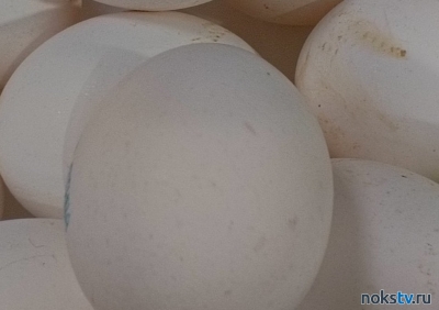 В Россию поступила вторая партия яиц из Азербайджана на 18 тонн