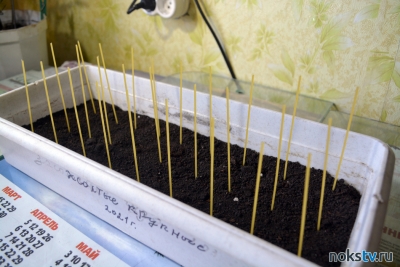 В Новотроицке появится ферма по выращиванию спагетти