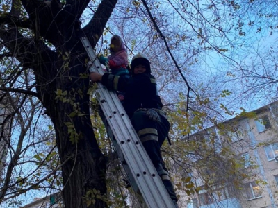 12-летняя новотройчанка залезла на дерево, а вот слезть уже не смогла...