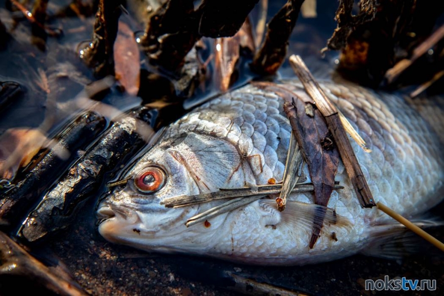 Молодого орчанина будут судить за незаконную ловлю рыбы на Урале