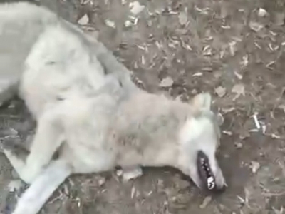 Россиянин голыми руками убил бешеную волчицу, напавшую на него около детского сада