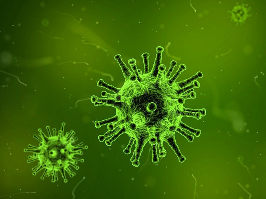 В России выявили первые случаи заражения птичьим гриппом H5N8