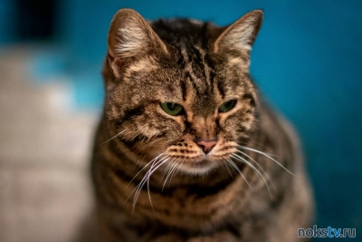 Соседи злы, хозяин в шоке: На дерзкого кота-нарушителя из Ленобласти написали заявление