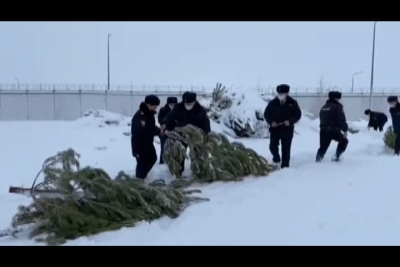 Ущерб в миллионы: в Оренбуржье выявлен факт незаконный вырубки сосен