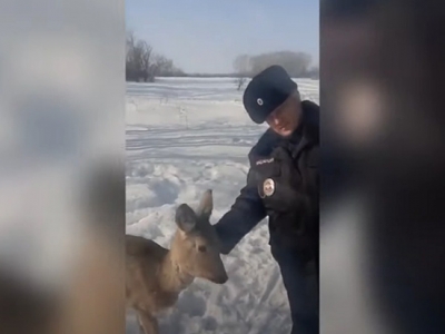 Оренбургские полицейские спасли жизнь молодой косуле (Видео)