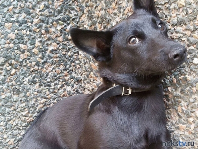 Оренбуржцы решили засудить соседку, которая уже в течение 7 лет не выгуливает 15 своих собак