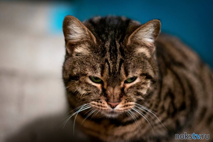 В Новотроицке мужчине грозит до трех лет колонии за избиение кошки