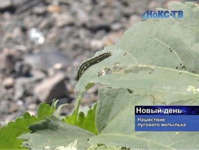 Полчища гусениц поедают всю растительность Новотроицка