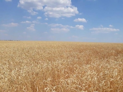 Оренбуржье — в лидерах по сбору зерна