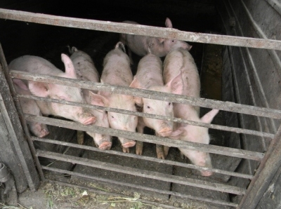 В Оренбургской области выявлена вспышка африканской чумы свиней