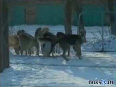 Бегающие по Новотроицку собачьи своры вызывают беспокойство у жителей города (Видео)
